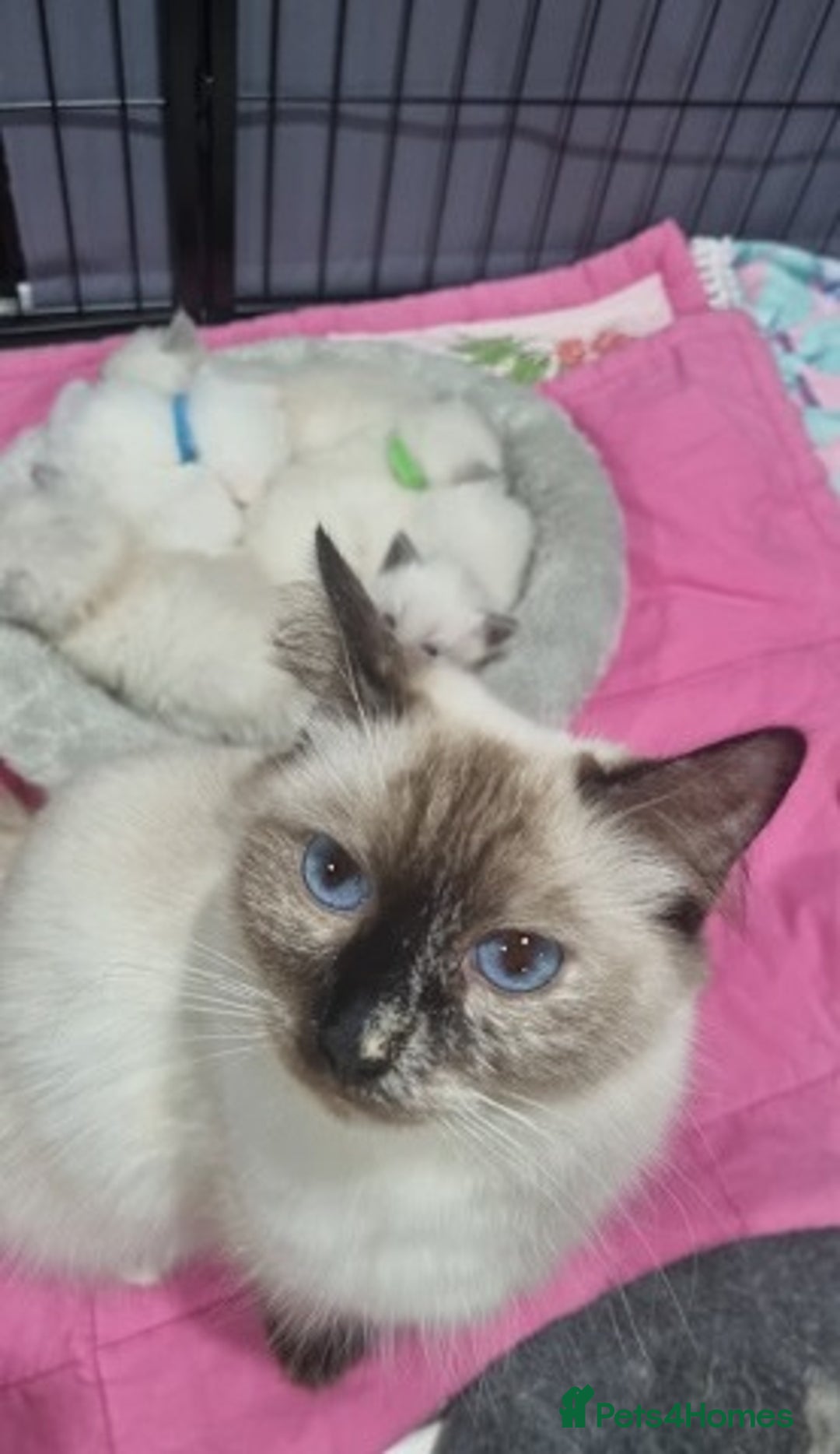 Ragdoll cats for sale: Home raised purebred ragdolls available - Image 7