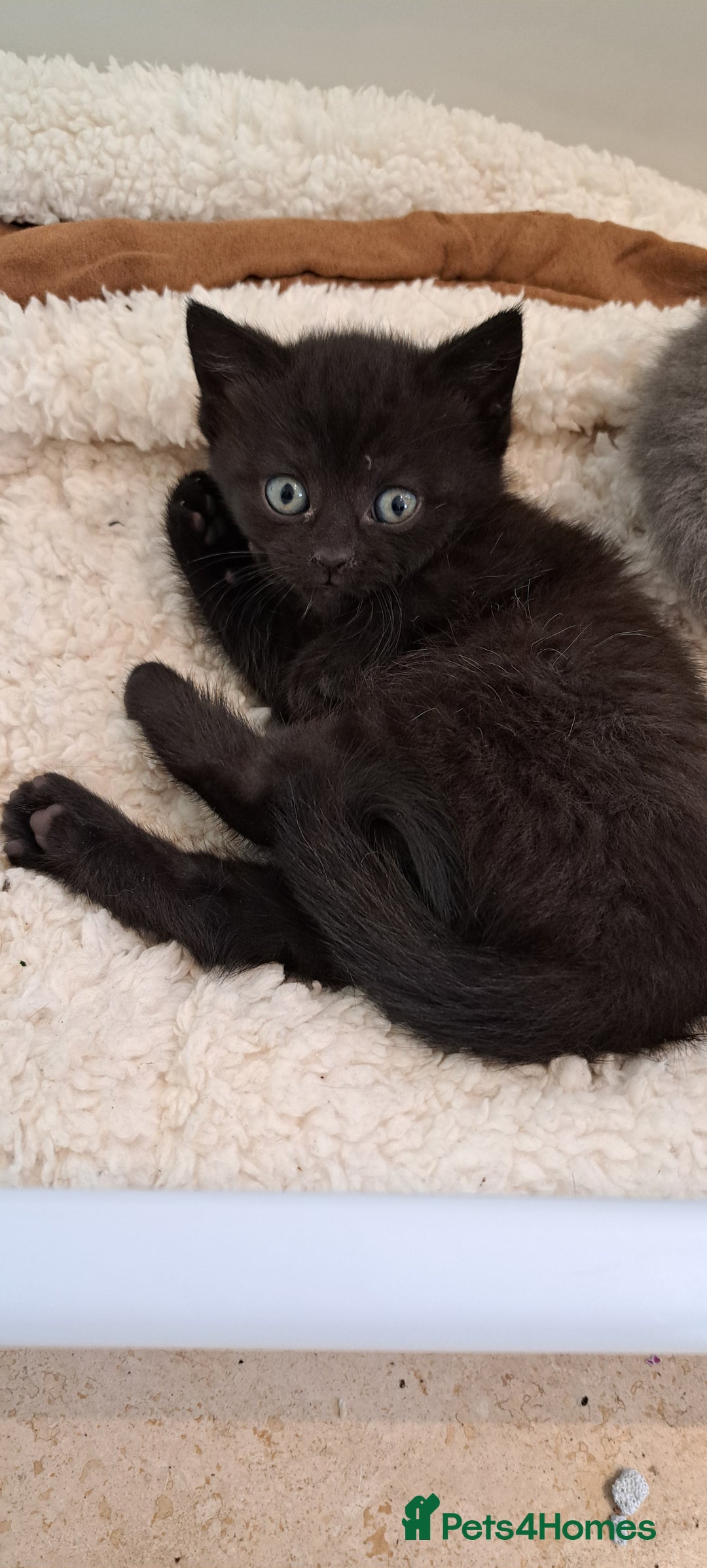 British Shorthair cats for sale: British Shorthair X Kittens  - Advert 11