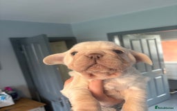 French Bulldog dogs for sale: Two French bulldogs  ** s - Image 7