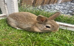 Mixed Breed rabbits for sale: Netherland Dwarf x Mini Lop - Image 5