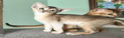 Abyssinian cats for sale: TICA Abyssinian kittens  - Advert 5
