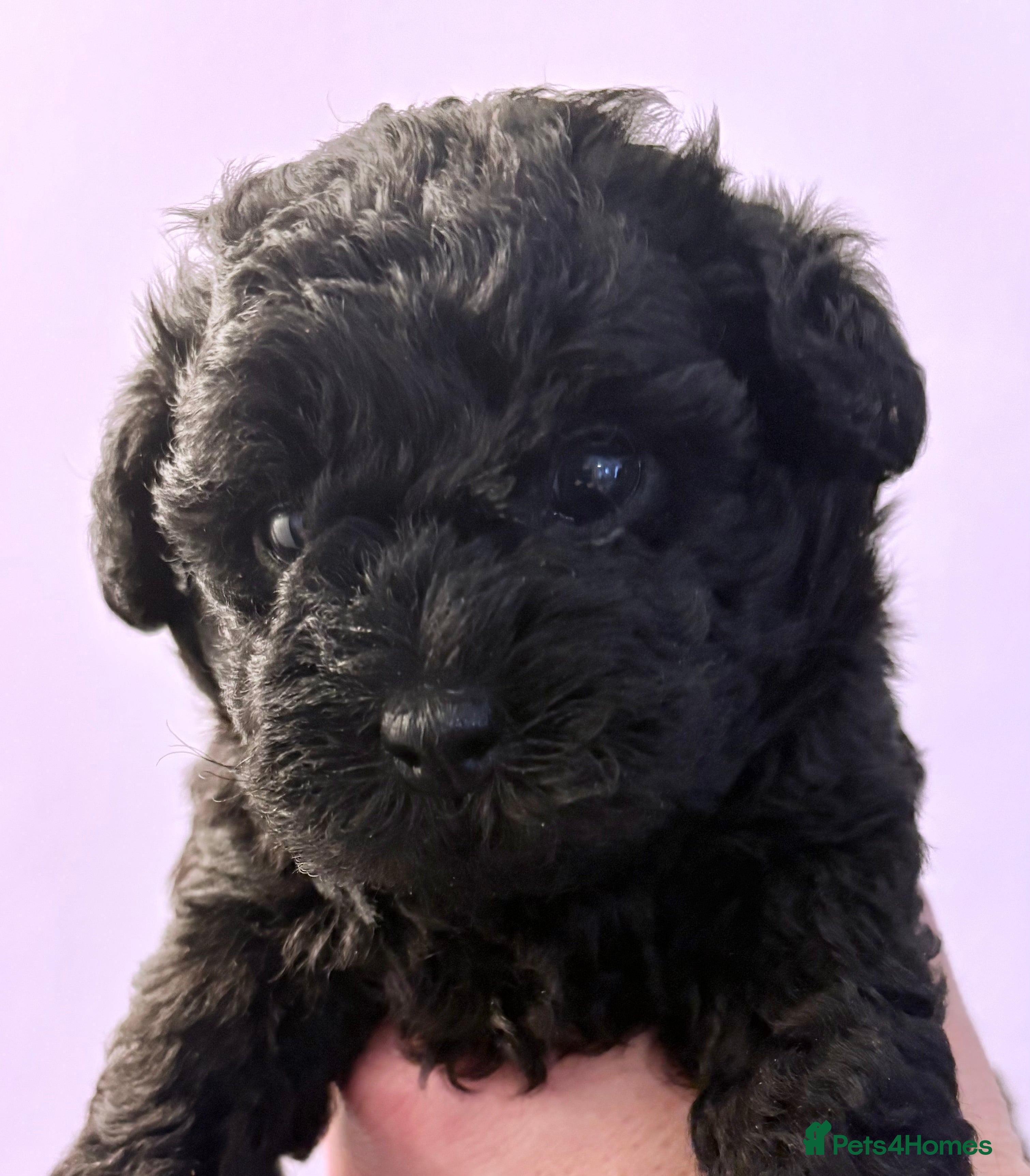 Jackapoo dogs Mini Poodle F1b Jackapoo Puppies – PRA Clear - Advert 14