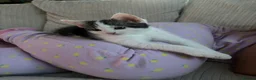 Domestic Shorthair cats for sale: FEMALE CATS LOOKING TO BE REHOMED - Advert 12