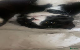 British Shorthair cats for sale: Female Kitten 7 Months old. - Image 3