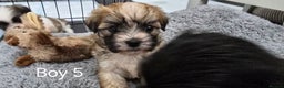 Malshi dogs for sale: Shih Tzu x Malshi Pups - Advert 11