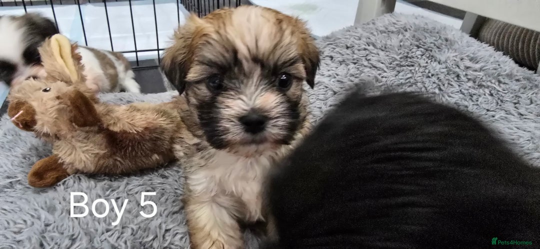 Malshi dogs for sale: Shih Tzu x Malshi Pups - Advert 11