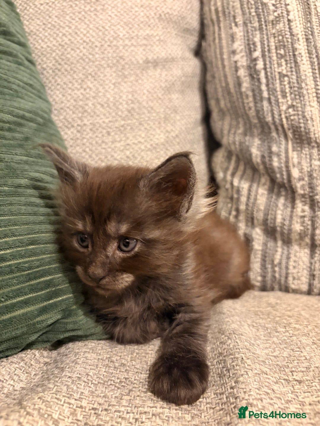 Maine Coon cats for sale: Maine coon babies 😻 - Advert 18