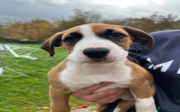 Mixed Breed dogs for sale: Staffy x Australian Kelpie  - Image 20