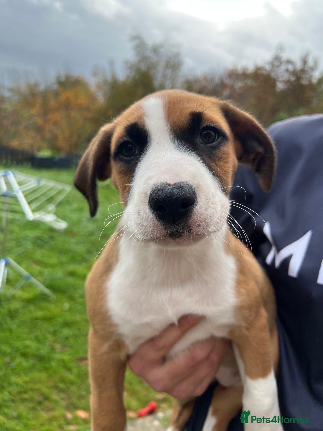 Mixed Breed dogs for sale: Staffy x Australian Kelpie  - Image 20