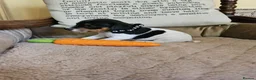 Jack Russell dogs for sale: TRADITIONAL JACK RUSSELL FROM WORKING ORGANIC FARM - Advert 6