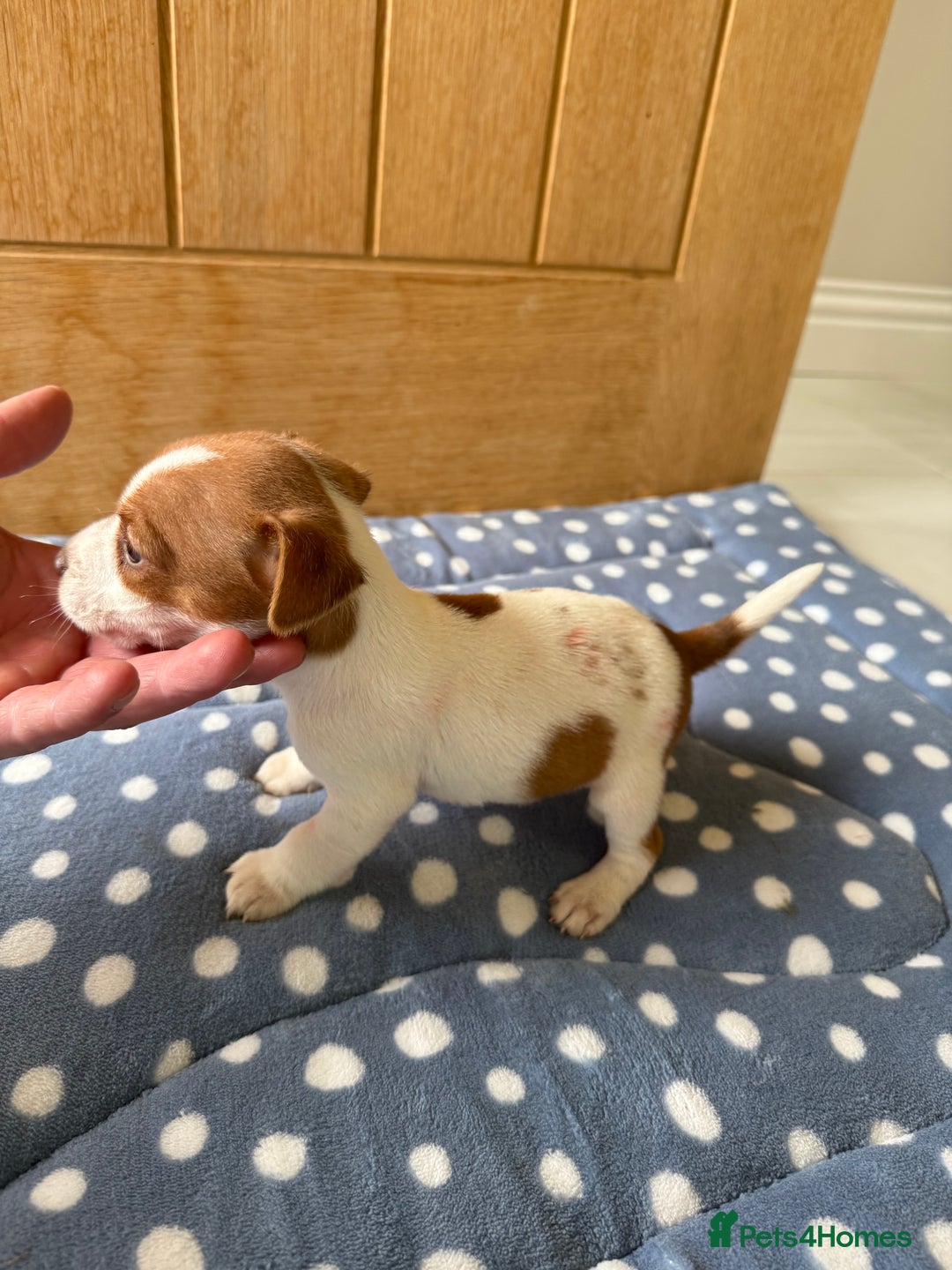 Jack Russell dogs for sale: Minature Jack Russell pups - Image 3