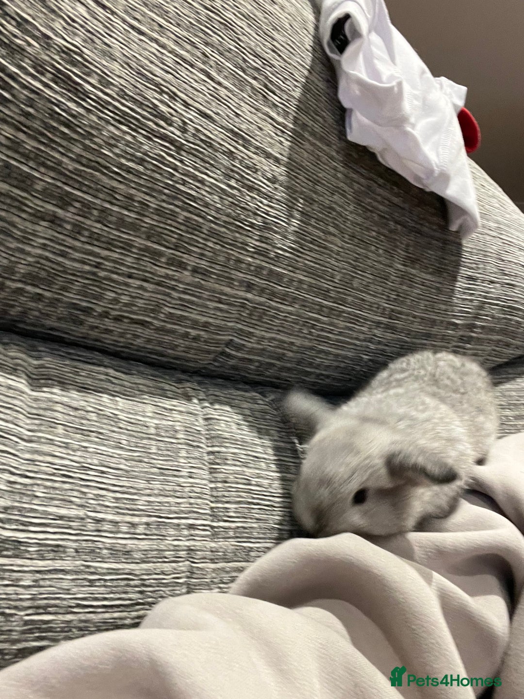 Mini Lop rabbits for sale: 5 mini lop babies available to leave 10/02/26  - Advert 5