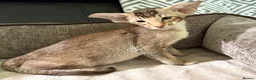 Oriental cats for sale: Oriental ticked tabby boy - Advert 3
