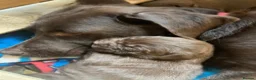 Labrador Retriever dogs for sale: Beautiful Chocolate Labradors in Linlithgow - Advert 3