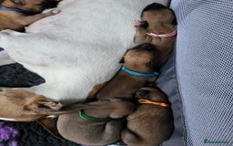 Whippet dogs for sale: 8 KC gorgeous pups, 4 boys & 4 girls. - Image 13