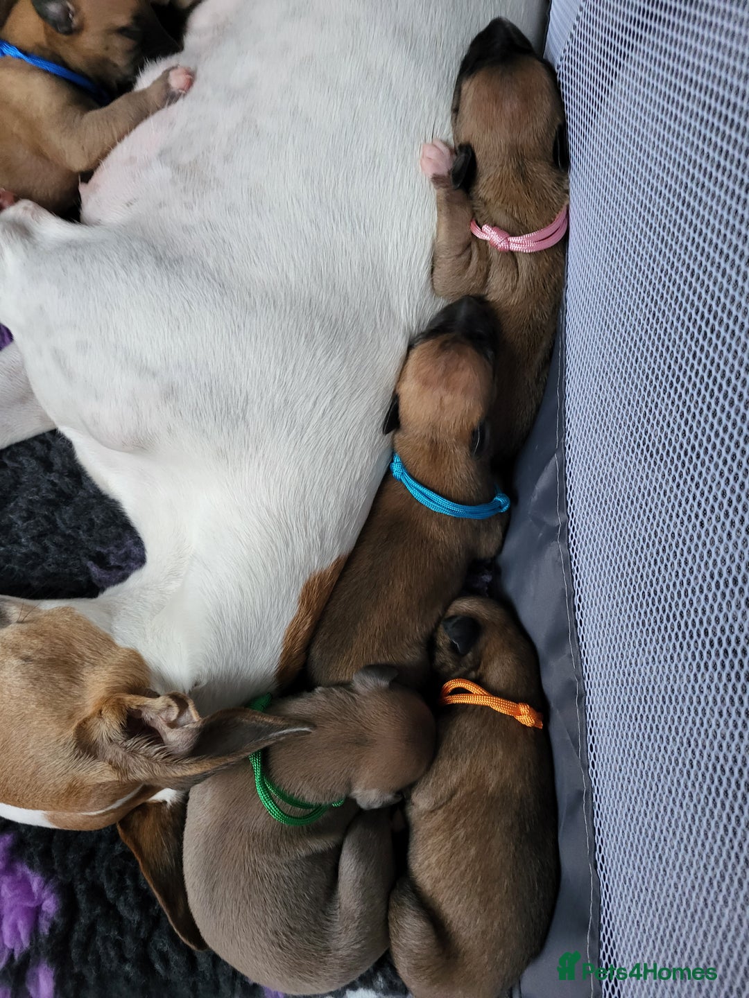 Whippet dogs for sale: 8 KC gorgeous pups, 4 boys & 4 girls. - Image 13