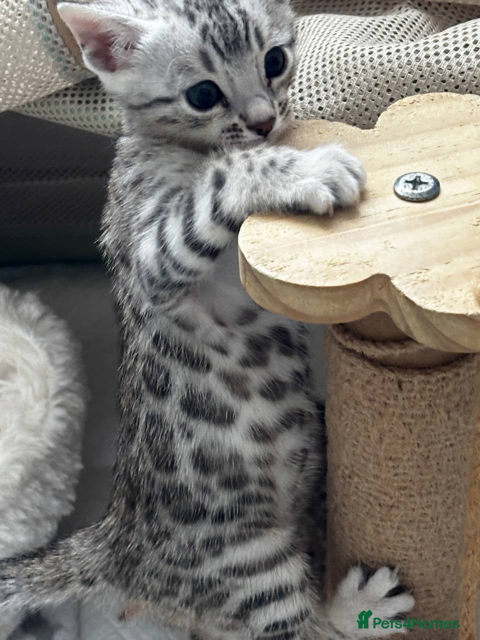 Bengal cats for sale: Bengal kittens - Advert 2