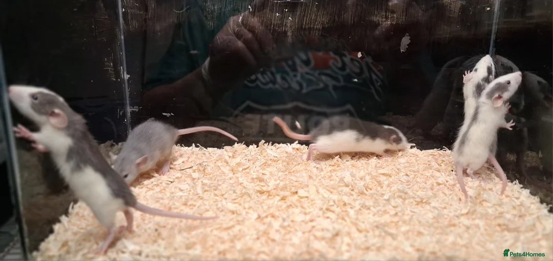 Rat rodents for sale: Baby Dumbo rats, natural, Rex , Nakeds - Advert 5