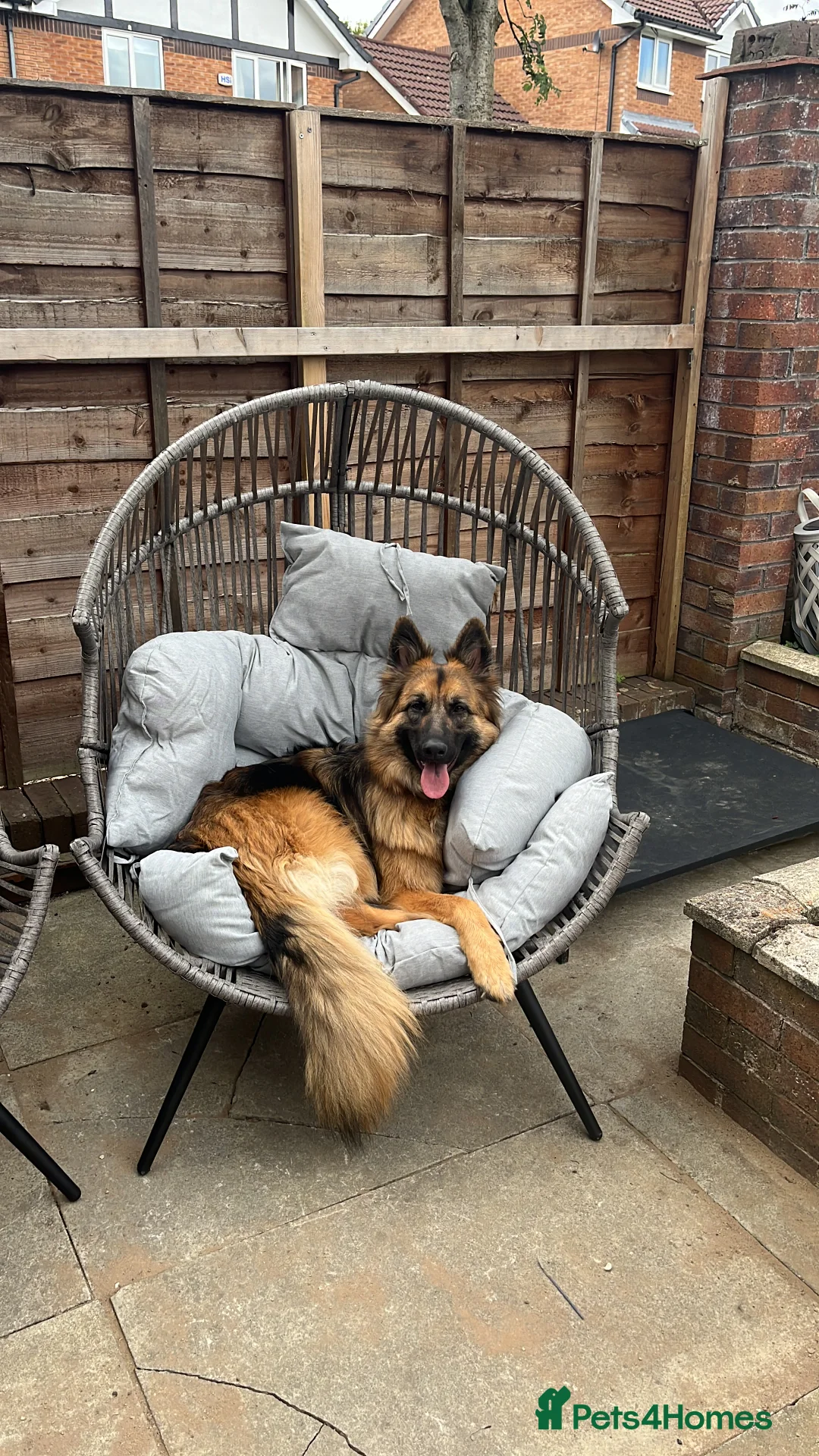 German Shepherd dogs for sale: Bella - German Shepherd looking for a forever home - Advert 14
