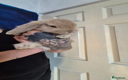 Mini Lion Lop rabbits for sale: Last beautiful  mini lion lop - Image 1