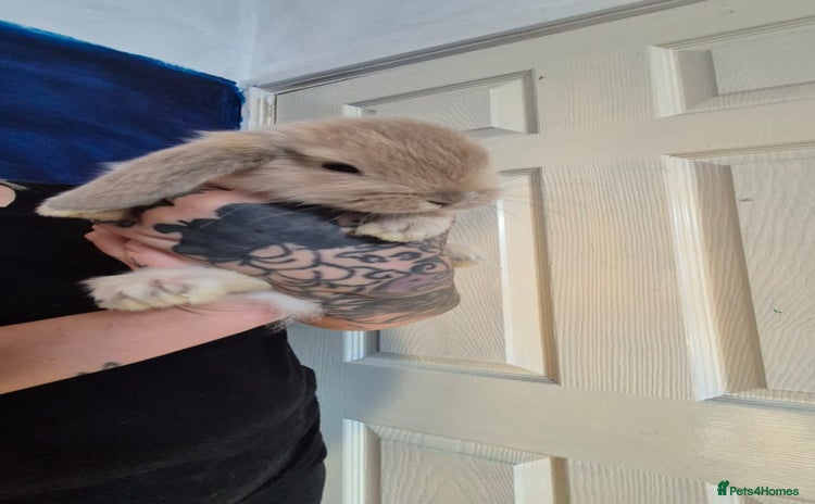 Mini Lion Lop rabbits - Advert 1