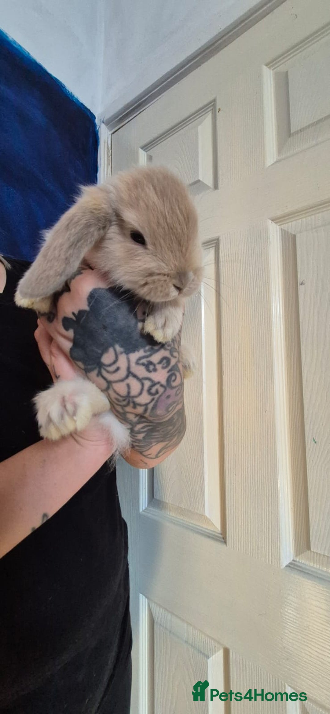 Mini Lion Lop rabbits for sale: Last beautiful  mini lion lop - Image 1