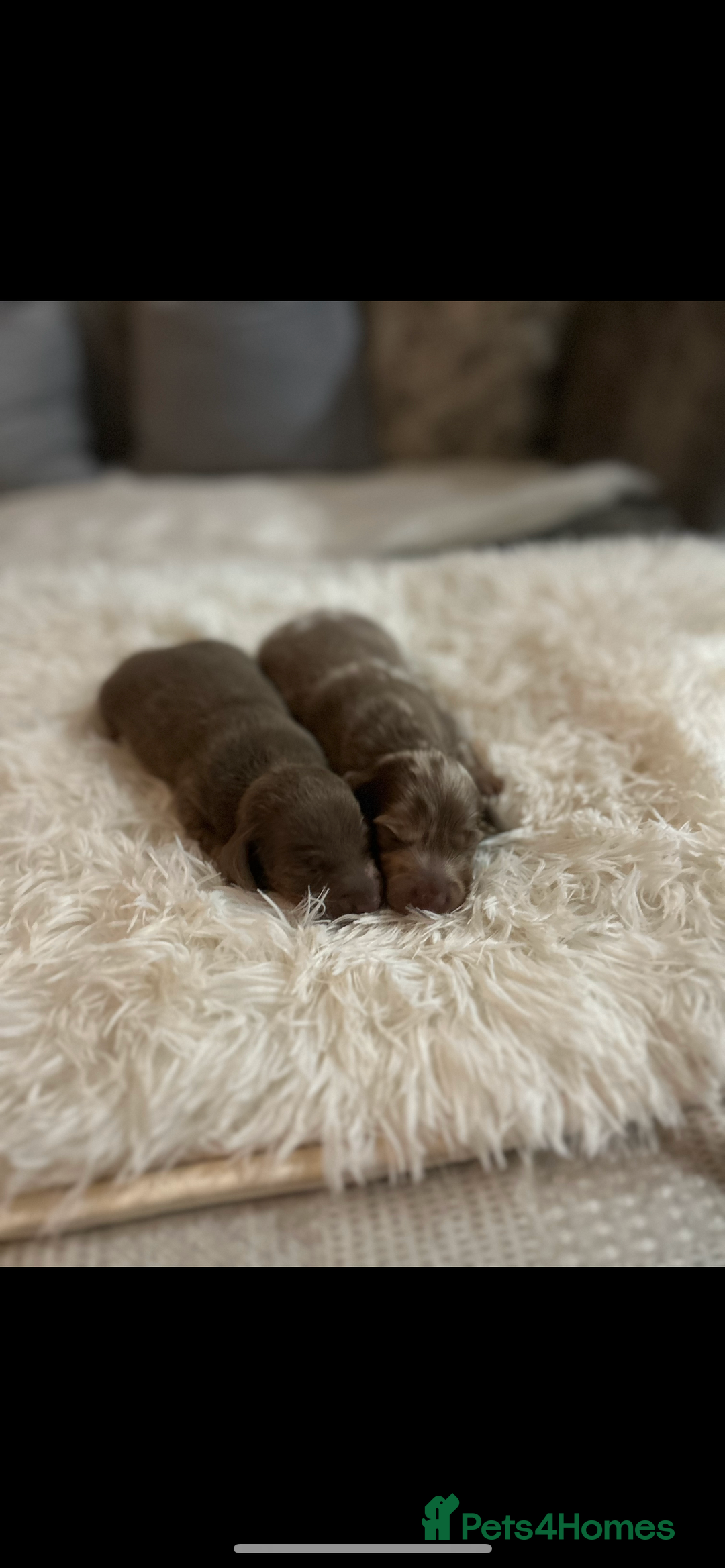 Miniature Dachshund dogs for sale: Miniature dachshunds  - Image 9