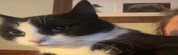 Mixed Breed cats for adoption: Sister Sooks - Advert 3