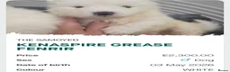 Samoyed dogs for sale: KC registered Pure Bred Samoyed Puppies - Advert 9