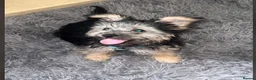 Yorkshire Terrier dogs for sale: 5 month full breed Yorkshire terrier  - Advert 2