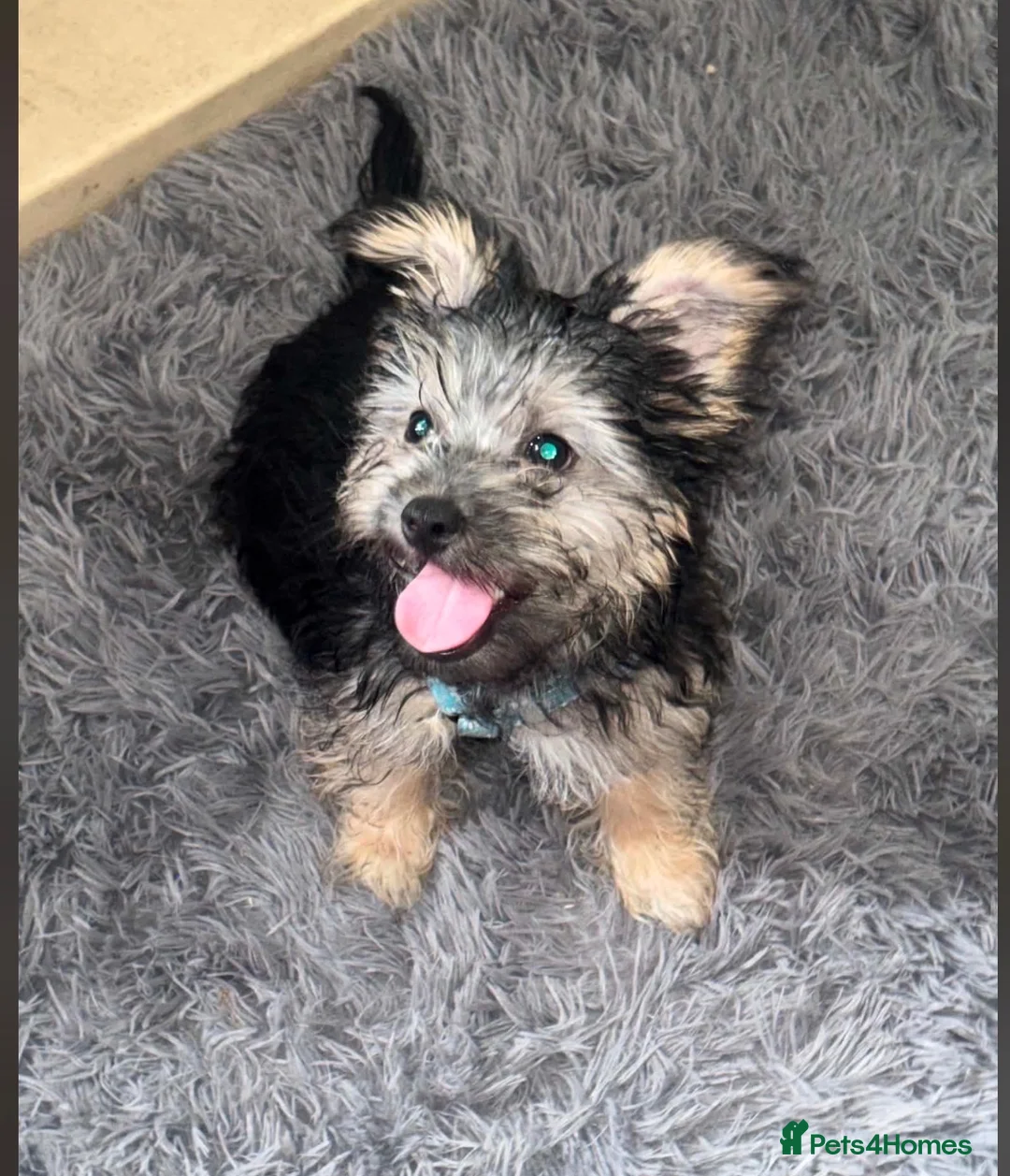 Yorkshire Terrier dogs for sale: 5 month full breed Yorkshire terrier  - Advert 2