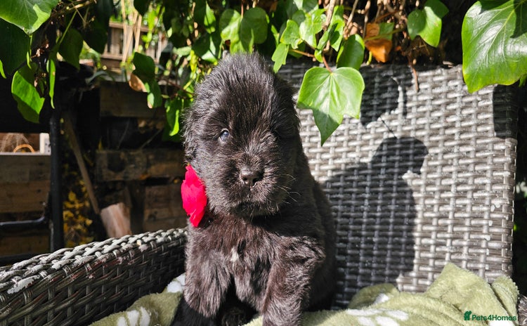 Newfoundland dogs Outstanding Newfoundland babies  - Advert 1