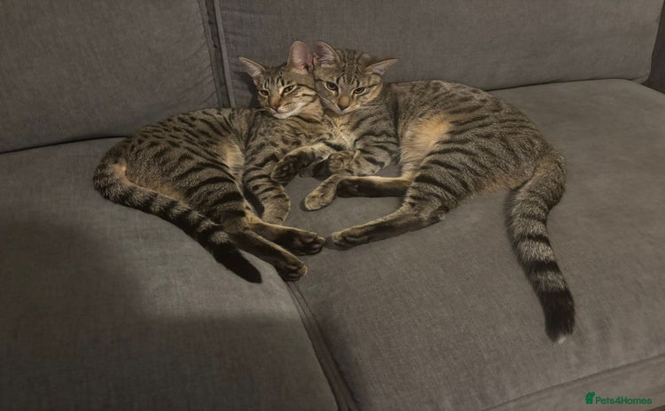 Savannah cats 2 Loving Brothers (Savannah Breed) - Advert 1