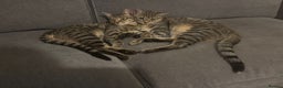 Savannah cats for sale: 2 Loving Brothers (Savannah Breed) - Advert 1