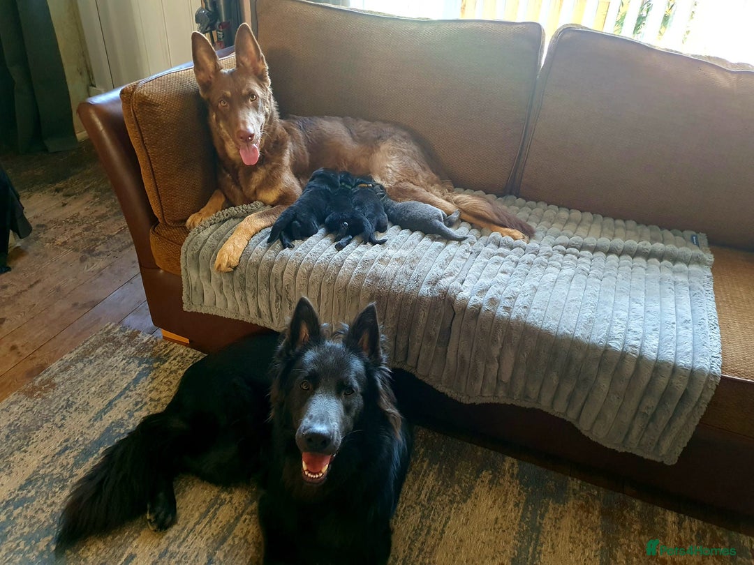 German Shepherd dogs for sale: 10 Healthy Beautiful German shepherds - Image 5
