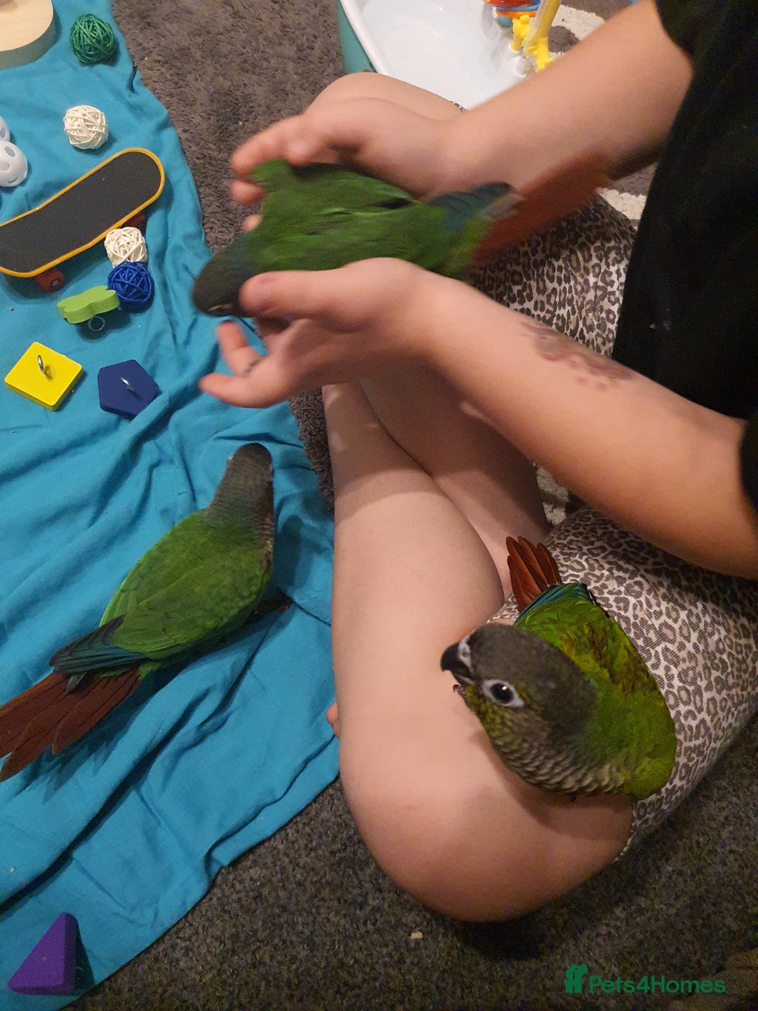 Conures birds for sale: Handreared conures - Image 15