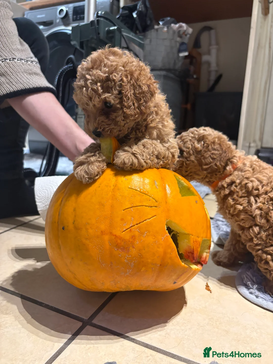 Labradoodle dogs for sale: Fox red toy labradoodle f1bb - Advert 10