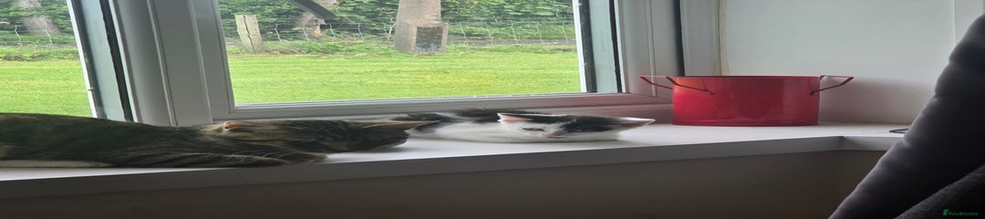 Mixed Breed Kitten 1