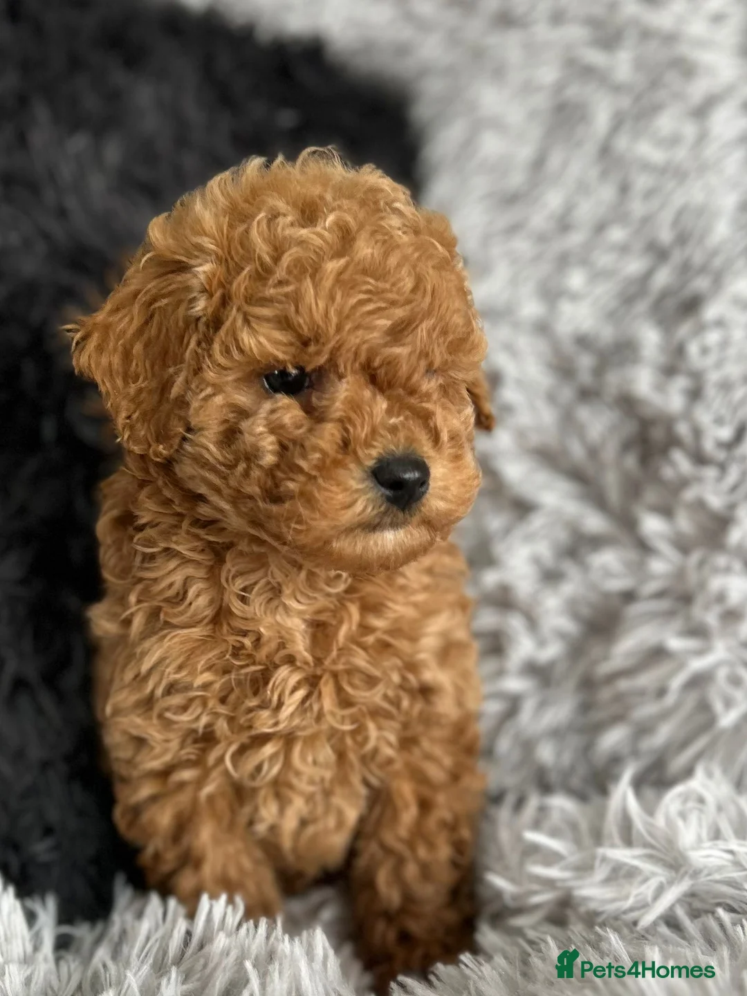 Cockapoo dogs for sale: Cockapoo - Advert 3