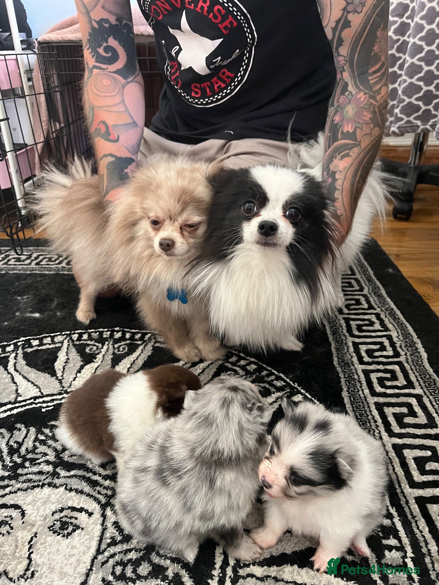 Pomeranian dogs Rare colours Pomeranians  - Advert 5