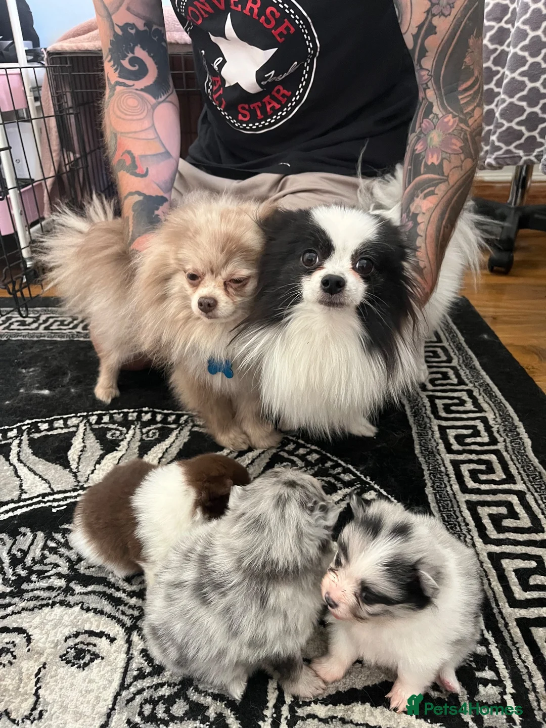 Pomeranian dogs for sale: Rare colours Pomeranians  - Advert 1