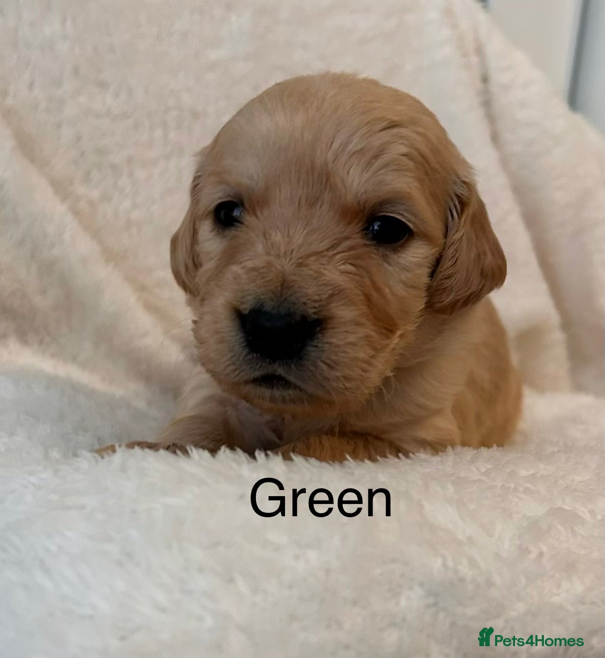 Golden Retriever dogs Beautiful KC Reg Golden Retriever - Advert 5