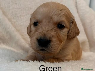 Golden Retriever dogs Beautiful KC Reg Golden Retriever - Advert 5