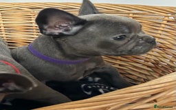 French Bulldog dogs for sale: Solid Blue French Bulldog  - Image 34