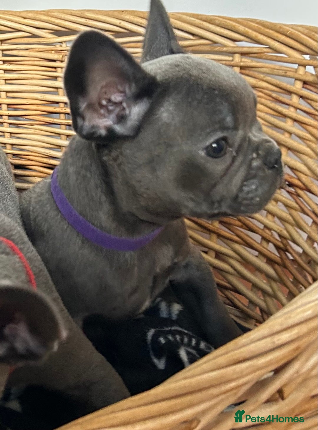 French Bulldog dogs for sale: Solid Blue French Bulldog  - Image 34