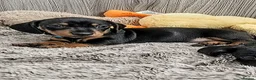Miniature Dachshund dogs for sale: Male Miniature Dachshund puppies  in Cowdenbeath - Advert 4