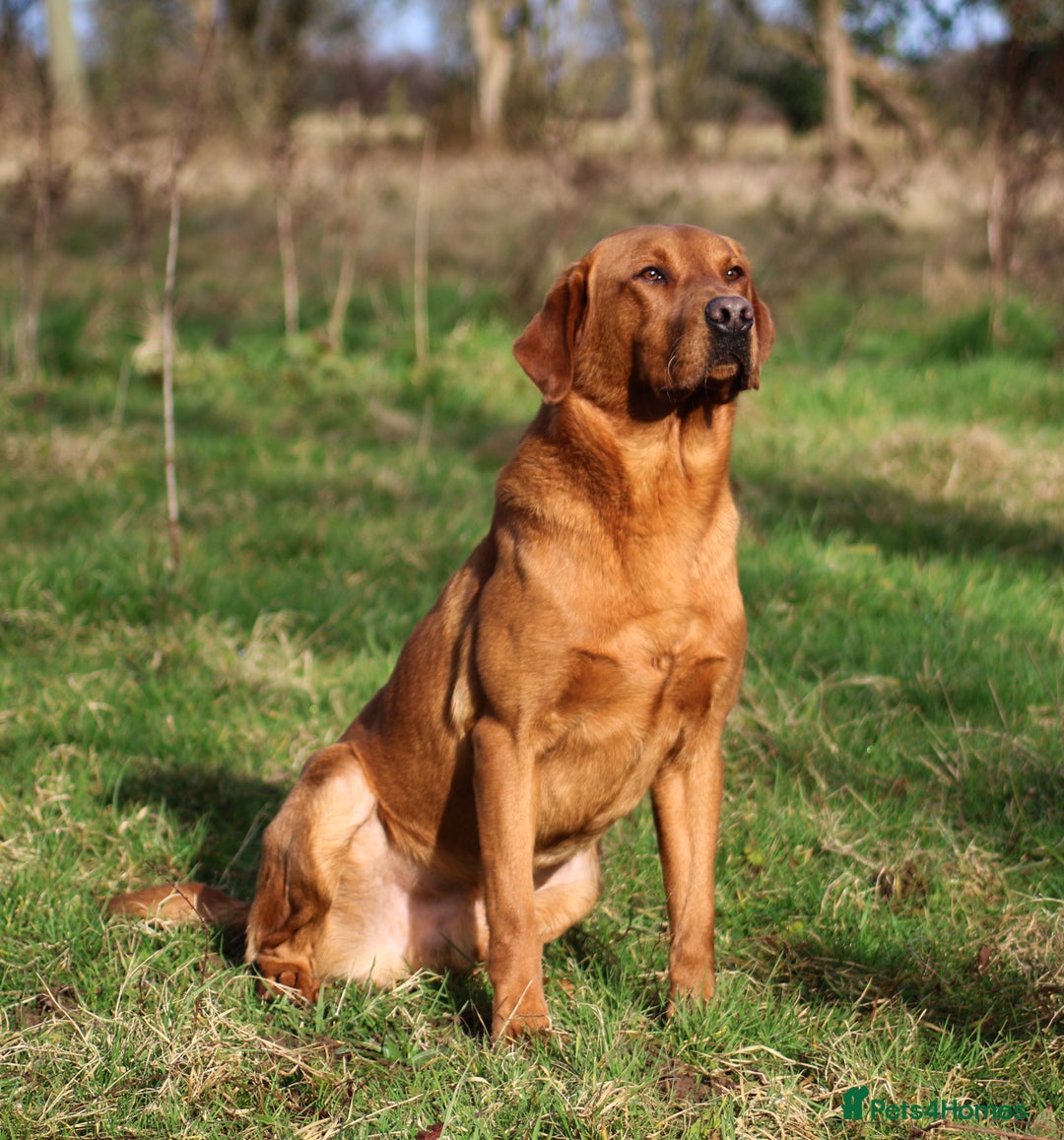 Labrador Retriever dogs for stud: Fox red working Labrador at stud - Image 5