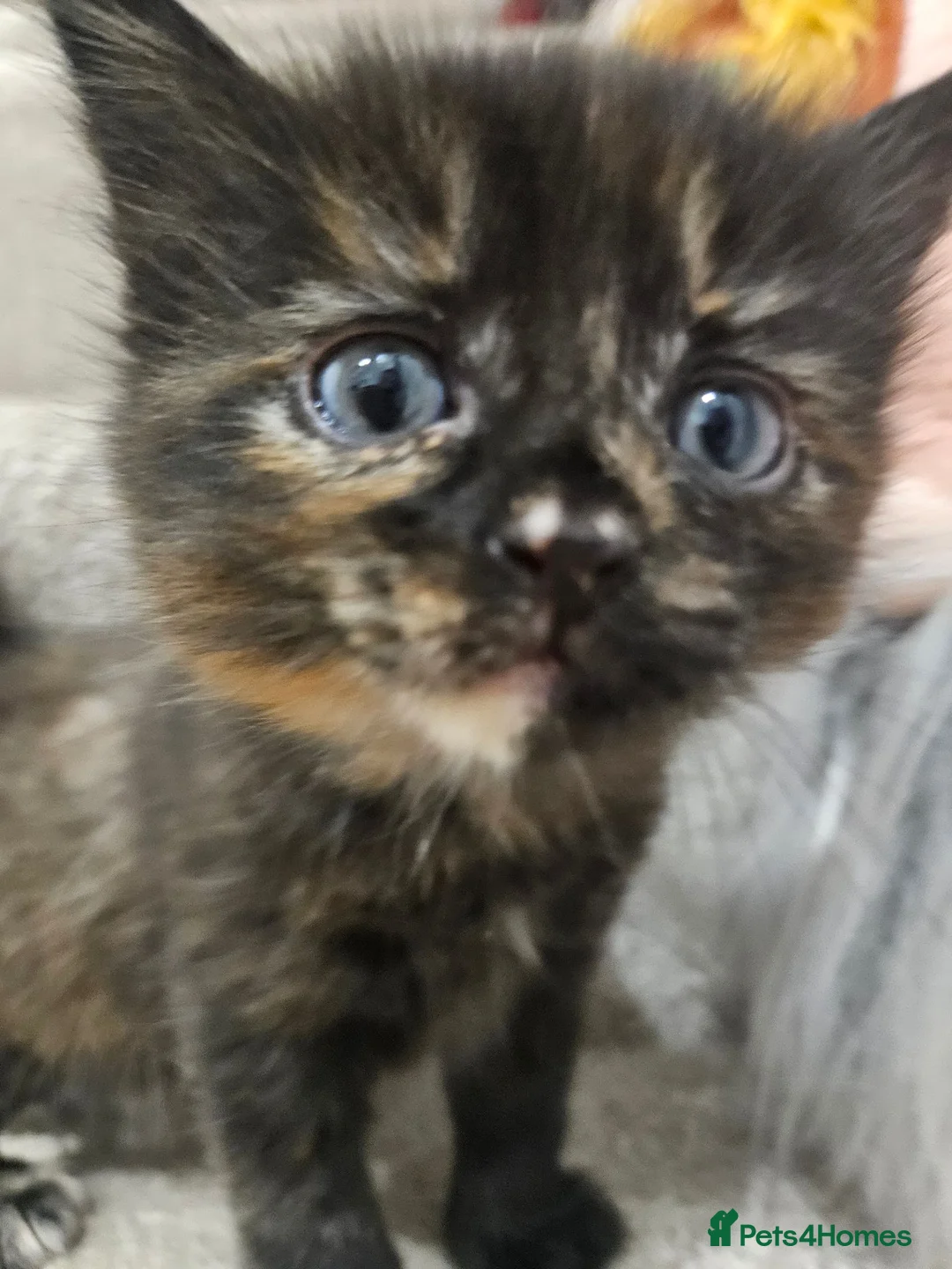 Mixed Breed cats for sale: 😸 Gorgeous kittens 😸  - Advert 7