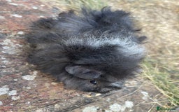 Guinea Pig rodents for sale: Baby Guinea Pigs for sale  - Image 10
