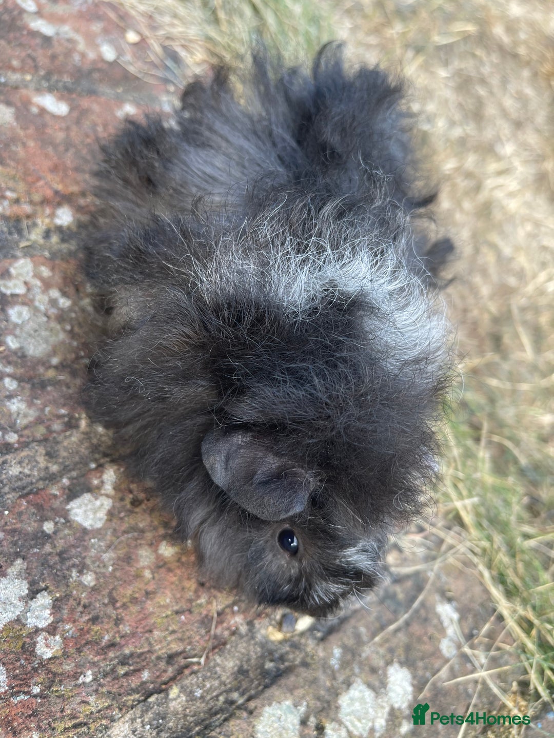 Guinea Pig rodents for sale: Baby Guinea Pigs for sale  - Image 10